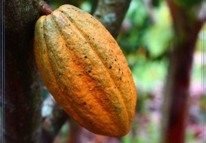 Cacau ganha espaço em Mato Grosso como alternativa de renda para produtores rurais